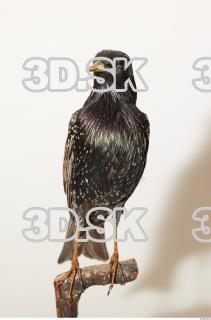 Starling-Sturnus vulgaris 0001